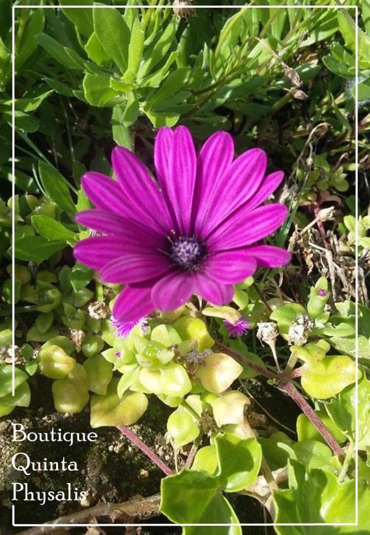 Boutique Quinta Physalis Apartment Fenais da Luz ภายนอก รูปภาพ